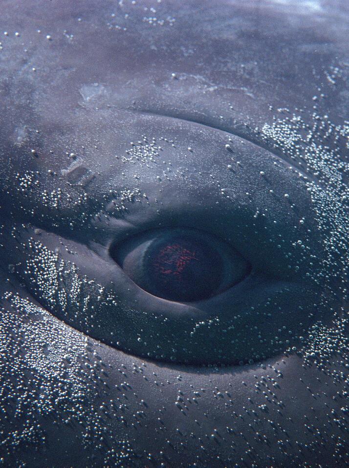 Extreme Close-Up Eye Of Baby Sperm Whale (Physeter Macrocephalus) Captive D1940